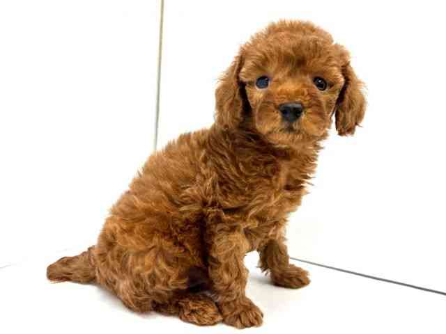 大阪府のトイプードル(トイ) (ひごペットフレンドリーイオンタウン茨木太田店/2025年12月21日生まれ/男の子/レッド)の子犬の3枚目の画像