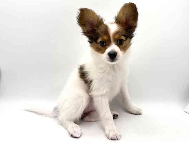 奈良県のパピヨン (ひごペットフレンドリー田原本店/2025年12月21日生まれ/女の子/ホワイトブラウン)の子犬の3枚目の画像