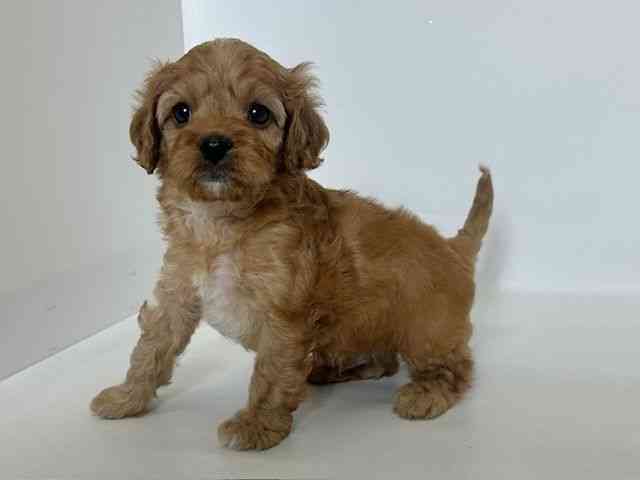 大阪府のキャバプー(キャバリア×プードル) (ひごペットフレンドリーアクロスプラザ住之江店/2025年12月21日生まれ/男の子/アプリコットホワイト)の子犬の3枚目の画像