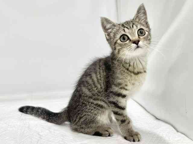 高知県のマンチカン (ひごペットフレンドリーイオンモール高知店/2025年12月23日生まれ/男の子/ブラウンタビー)の子猫の3枚目の画像