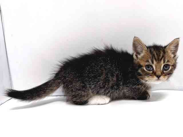 奈良県のマンチカン (ひごペットフレンドリー奈良パワーシティ店/2025年12月23日生まれ/男の子/ブラウンタビーホワイト)の子猫の3枚目の画像