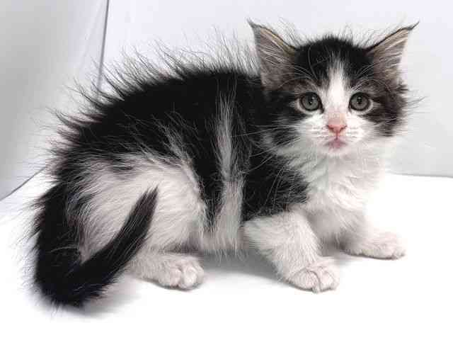 奈良県のノルウェージャンフォレストキャット (ひごペットフレンドリー奈良パワーシティ店/2025年12月23日生まれ/女の子/ブラウンタビーホワイト)の子猫の3枚目の画像