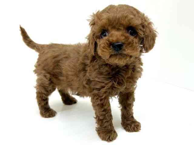 兵庫県のトイプードル(トイ) (ひごペットフレンドリーブルメールHAT神戸店/2025年12月18日生まれ/女の子/レッド)の子犬の3枚目の画像