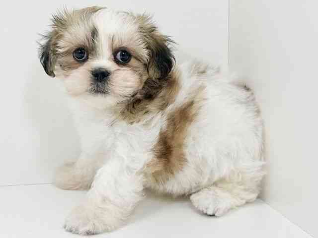 京都府のチワズー/チワシーズ(チワワ×シーズー) (ひごペットフレンドリーイズミヤショッピングセンター八幡店/2025年12月22日生まれ/男の子/ゴールドホワイト)の子犬の3枚目の画像