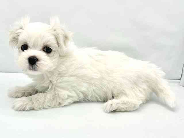 大阪府のマルチーズ (ひごペットフレンドリーイトーヨーカドー津久野店/2025年12月20日生まれ/女の子/ホワイト)の子犬の3枚目の画像