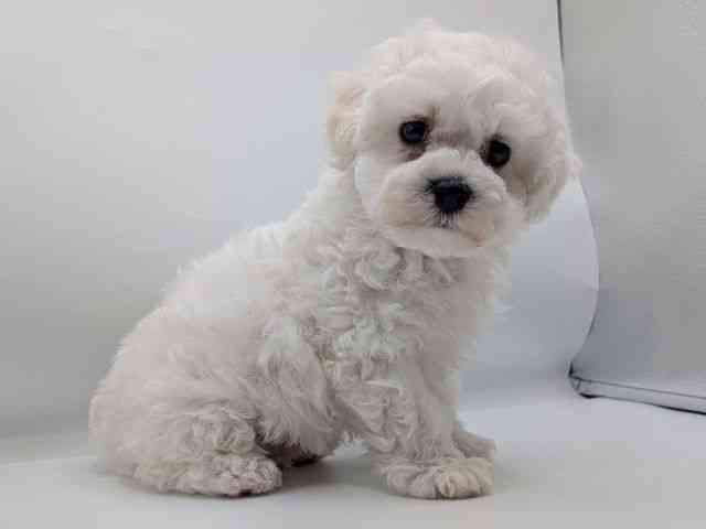 香川県のビションフリーゼ (ひごペットフレンドリーゆめタウン高松店/2025年12月22日生まれ/男の子/ホワイト)の子犬の3枚目の画像