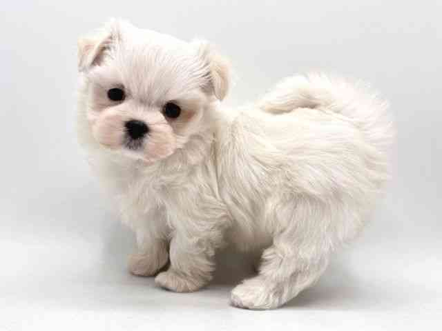 奈良県のマルチーズ (ひごペットフレンドリー田原本店/2025年12月21日生まれ/女の子/ホワイト)の子犬の3枚目の画像