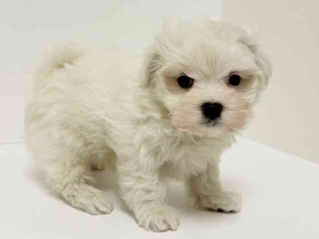 愛知県のマルチーズ (ひごペットフレンドリーイトーヨーカドー知多店/2025年12月21日生まれ/男の子/ホワイト)の子犬の3枚目の画像