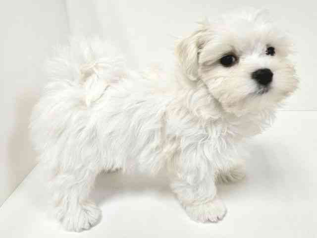 愛知県のマルチーズ (ひごペットフレンドリーイトーヨーカドー知多店/2025年12月21日生まれ/男の子/ホワイト)の子犬の3枚目の画像