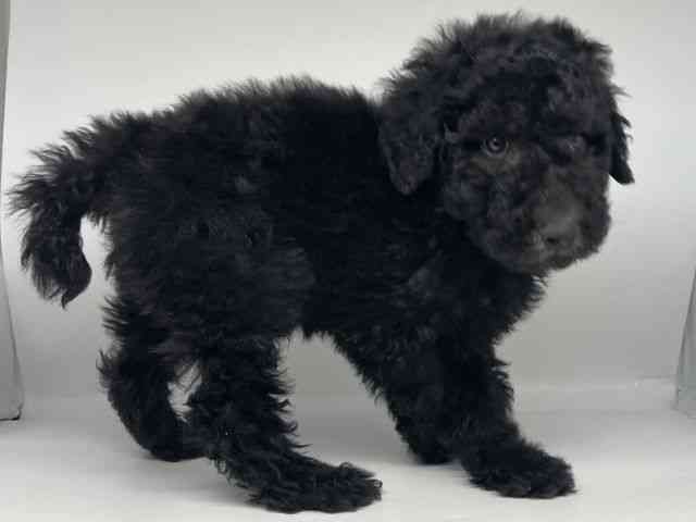 徳島県のスタンダードプードル (ひごペットフレンドリーゆめタウン徳島店/2025年12月23日生まれ/男の子/ブラック)の子犬の3枚目の画像