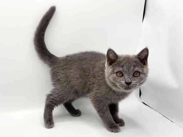 大阪府のブリティッシュショートヘアー (ひごペットフレンドリーみのおキューズモール店/2025年12月23日生まれ/男の子/ブルー)の子猫の3枚目の画像