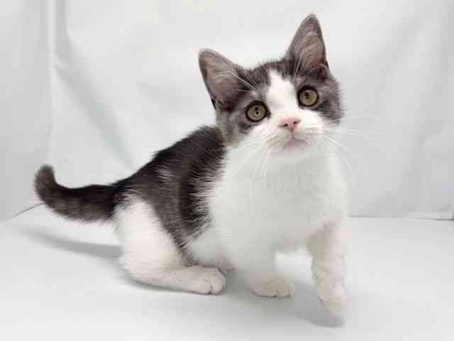 京都府のミヌエット (ひごペットフレンドリー洛北阪急スクエア店/2025年12月23日生まれ/男の子/シルバータビーホワイト)の子猫の3枚目の画像