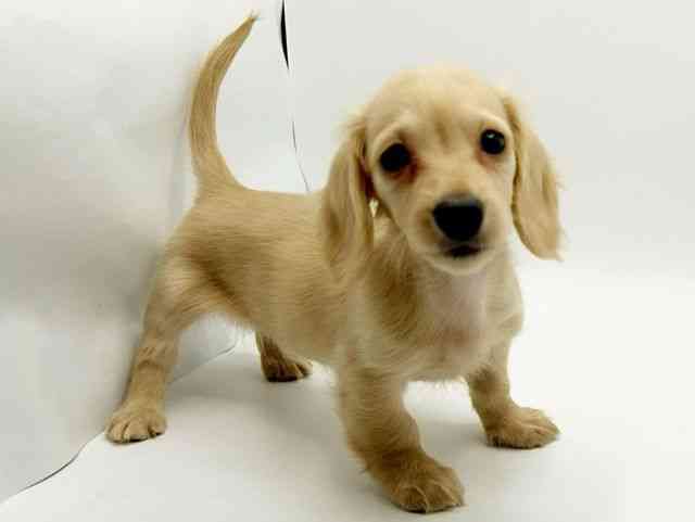 大阪府のミニチュアダックスフンド(ロング) (ひごペットフレンドリーみのおキューズモール店/2025年12月19日生まれ/女の子/イエロー)の子犬の3枚目の画像