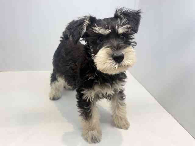 大阪府のミニチュアシュナウザー (ひごペットフレンドリーセブンパーク天美店/2025年12月23日生まれ/女の子/ブラックシルバー)の子犬の3枚目の画像