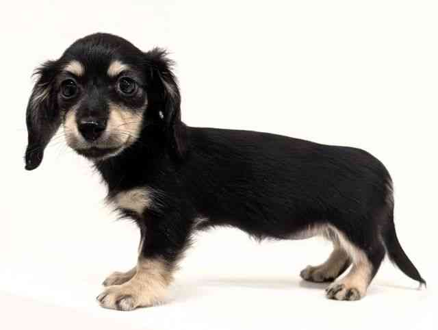 福岡県のミニチュアダックスフンド(ロング) (ひごペットフレンドリーリバーウォーク北九州店/2025年12月18日生まれ/女の子/ブラックイエロー)の子犬の3枚目の画像