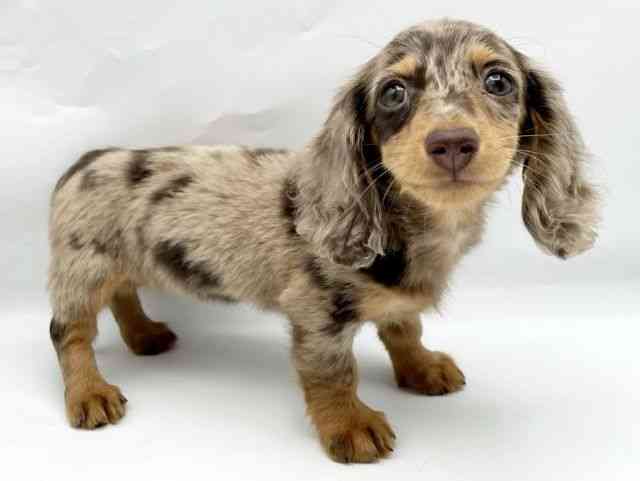 奈良県のカニンヘンダックスフンド(ロング) (ひごペットフレンドリートナリエ大和高田店/2025年12月20日生まれ/女の子/チョコレートダップル)の子犬の3枚目の画像