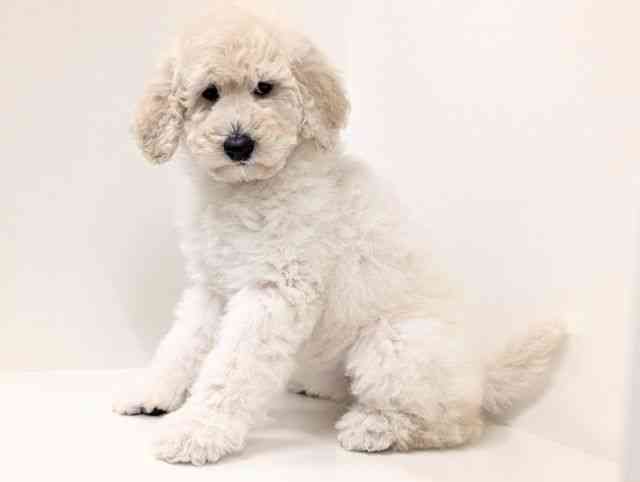 福岡県のスタンダードプードル (ひごペットフレンドリーリバーウォーク北九州店/2025年12月21日生まれ/女の子/ホワイト)の子犬の3枚目の画像