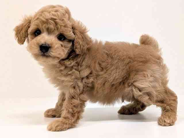 福岡県のトイプードル(トイ) (ひごペットフレンドリーリバーウォーク北九州店/2025年12月21日生まれ/男の子/アプリコット)の子犬の3枚目の画像