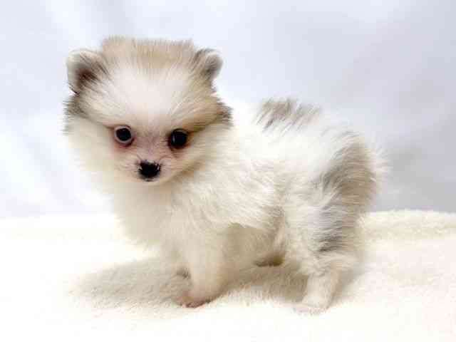 広島県のポメラニアン (ひごペットフレンドリーゆめタウン廿日市店/2025年12月21日生まれ/女の子/パーティーカラー)の子犬の3枚目の画像