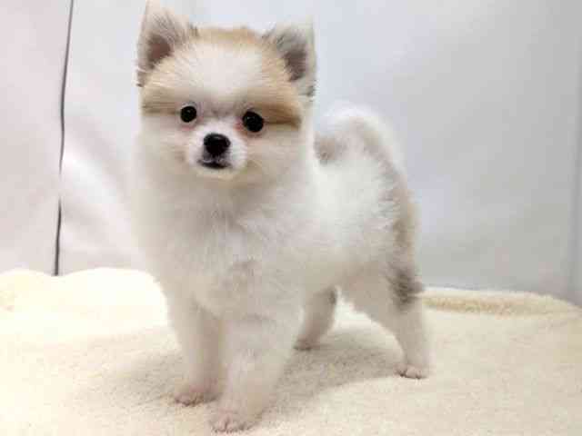 広島県のポメラニアン (ひごペットフレンドリーゆめタウン廿日市店/2025年12月21日生まれ/女の子/パーティーカラー)の子犬の3枚目の画像