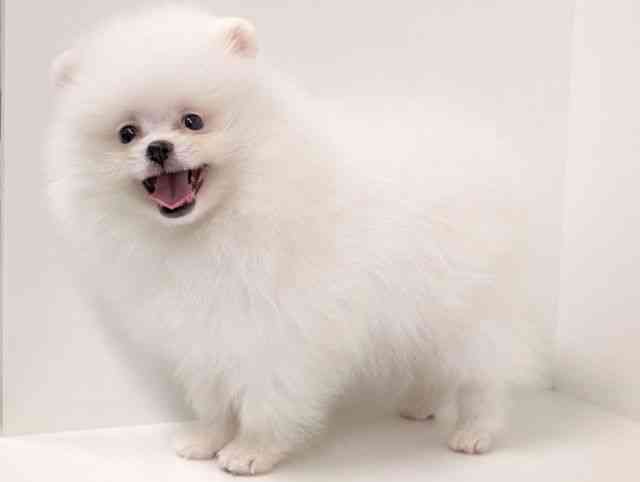 福岡県のポメラニアン (ひごペットフレンドリーリバーウォーク北九州店/2025年12月22日生まれ/男の子/ホワイト)の子犬の3枚目の画像