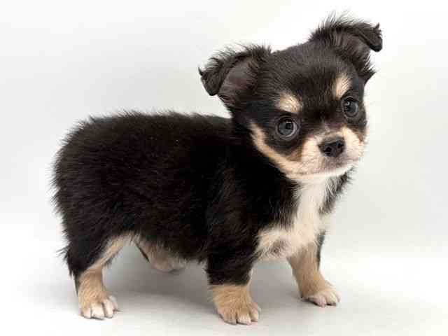 奈良県のチワワ(ロング) (ひごペットフレンドリー田原本店/2025年12月15日生まれ/男の子/ブラックタンホワイト)の子犬の3枚目の画像