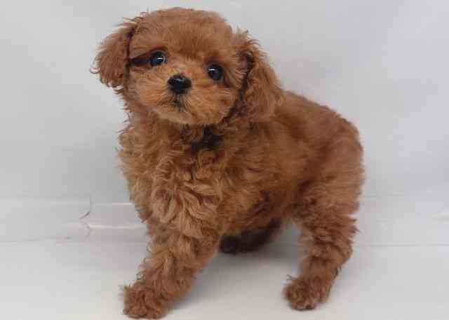 鳥取県のトイプードル(トイ) (ひごペットフレンドリーイオンモール鳥取北店/2025年12月22日生まれ/女の子/レッド)の子犬の3枚目の画像