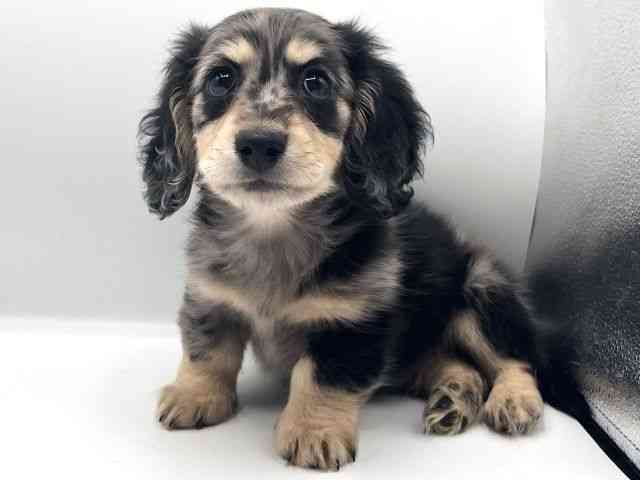 京都府のミニチュアダックスフンド(ロング) (ひごペットフレンドリーイオンモール高の原店/2025年12月19日生まれ/男の子/シルバーダップル)の子犬の3枚目の画像