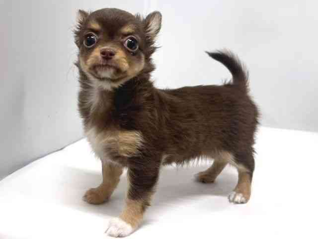 奈良県のチワワ(ロング) (ひごペットフレンドリー奈良パワーシティ店/2025年12月20日生まれ/女の子/チョコレートタンホワイト)の子犬の3枚目の画像