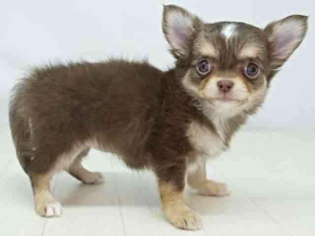 福岡県のチワワ(ロング) (ひごペットフレンドリーゆめタウン筑紫野店/2025年12月20日生まれ/女の子/チョコレートタンホワイト)の子犬の3枚目の画像