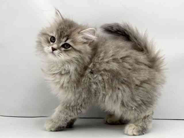 兵庫県のペルシャ (ひごペットフレンドリークラウンパーク伊丹店/2025年12月16日生まれ/女の子/ブルーチンチラ)の子猫の3枚目の画像