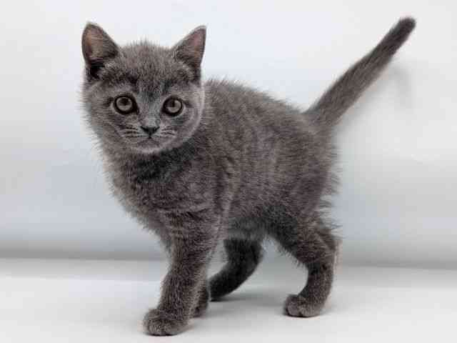 香川県のブリティッシュショートヘアー (ひごペットフレンドリーゆめタウン高松店/2025年12月23日生まれ/女の子/ブルー)の子猫の3枚目の画像