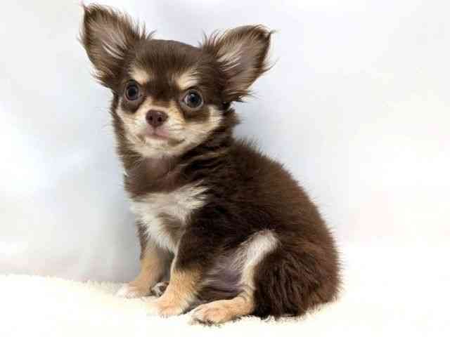 広島県のチワワ(ロング) (ひごペットフレンドリーゆめタウン廿日市店/2025年12月22日生まれ/男の子/チョコレートタンホワイト)の子犬の3枚目の画像