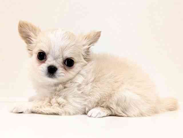 福岡県のチワワ(ロング) (ひごペットフレンドリーリバーウォーク北九州店/2025年12月23日生まれ/男の子/クリーム)の子犬の3枚目の画像