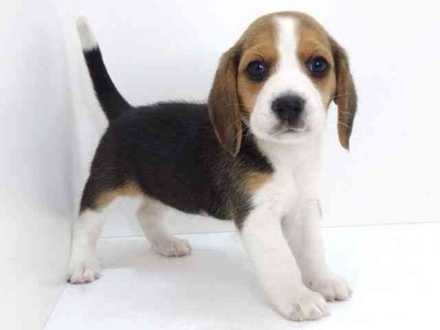 大阪府のビーグル (ひごペットフレンドリーいこらもーる泉佐野店/2025年12月23日生まれ/女の子/ブラックタンホワイト)の子犬の3枚目の画像