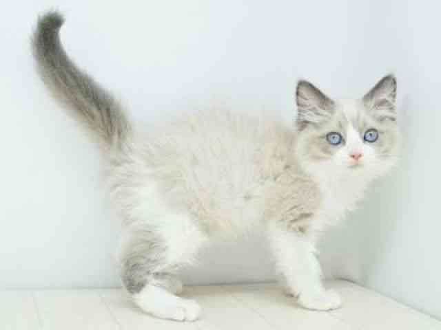 福岡県のラグドール (ひごペットフレンドリーゆめタウン筑紫野店/2025年12月10日生まれ/男の子/ブルーポイントバイカラー)の子猫の3枚目の画像