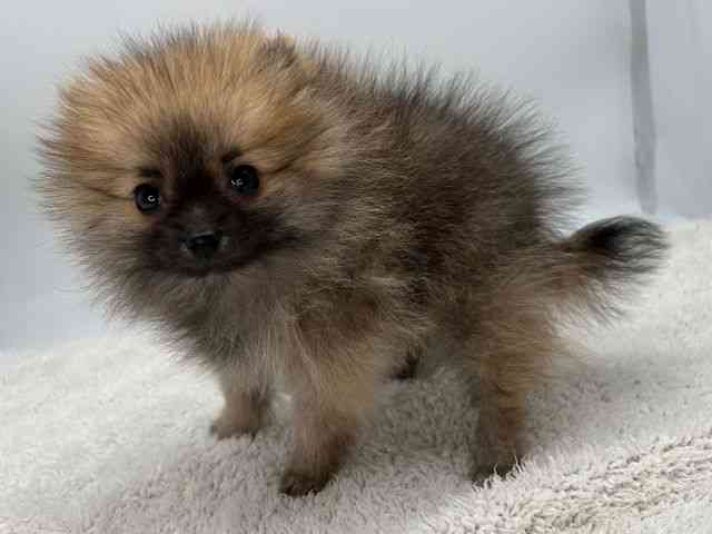 島根県のポメラニアン (ひごペットフレンドリーイオンモール出雲店/2025年12月22日生まれ/女の子/オレンジセーブル)の子犬の3枚目の画像