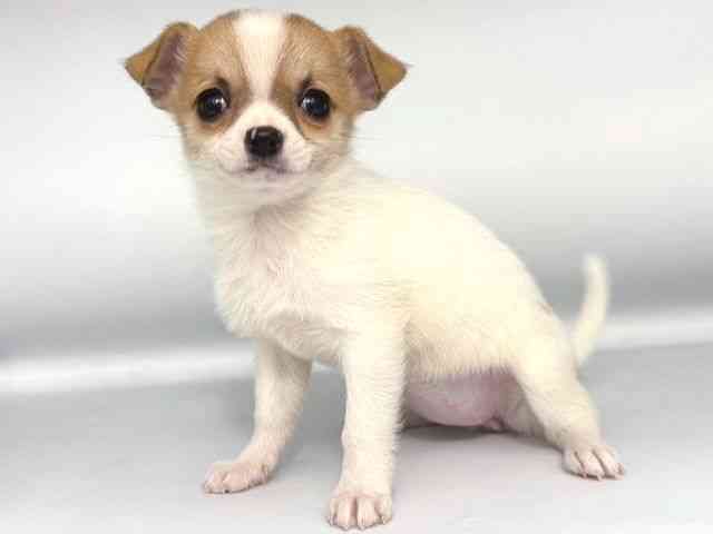 大阪府のチワワ(スムース) (ひごペットフレンドリー岸和田店/2025年12月21日生まれ/女の子/ホワイトフォーン)の子犬の3枚目の画像