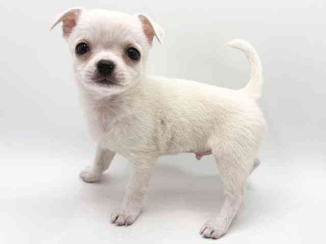 奈良県のチワワ(スムース) (ひごペットフレンドリー田原本店/2025年12月21日生まれ/男の子/ホワイトフォーン)の子犬の3枚目の画像