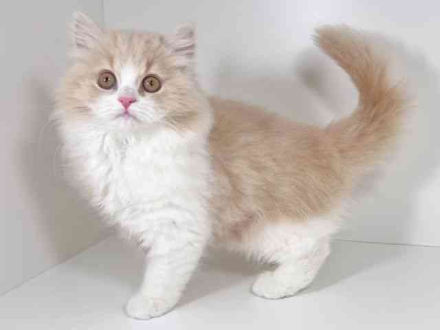 京都府のブリティッシュロングヘアー (ひごペットフレンドリーイズミヤショッピングセンター八幡店/2025年12月23日生まれ/男の子/クリームタビーホワイト)の子猫の3枚目の画像