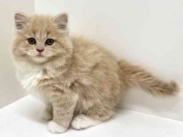 大阪府のマンチカン (ひごペットフレンドリーくずはモール店/2025年12月22日生まれ/女の子/クリームタビーホワイト)の子猫の3枚目の画像