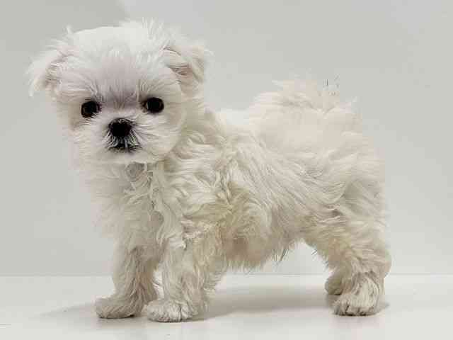 奈良県のマルチーズ (ひごペットフレンドリーイオンモール橿原ウエスト・ビレッジ店/2025年12月22日生まれ/男の子/ホワイト)の子犬の3枚目の画像