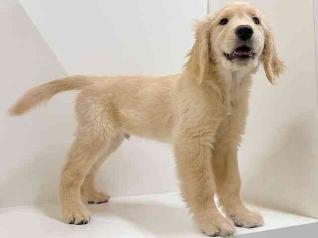 奈良県のゴールデンレトリバー (ひごペットフレンドリーイオンモール橿原ウエスト・ビレッジ店/2025年12月23日生まれ/男の子/ゴールデン)の子犬の3枚目の画像