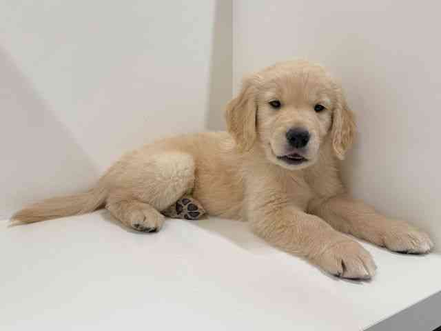 奈良県のゴールデンレトリバー (ひごペットフレンドリーイオンモール橿原ウエスト・ビレッジ店/2025年12月23日生まれ/男の子/ゴールデン)の子犬の3枚目の画像