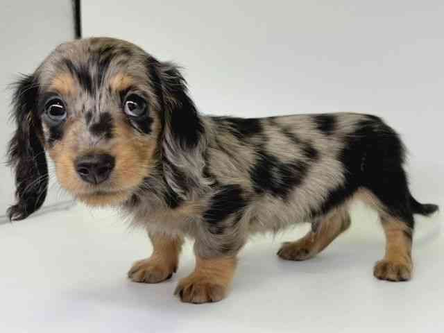 大阪府のミニチュアダックスフンド(ロング) (ひごペットフレンドリー瓜破店/2025年12月24日生まれ/男の子/シルバーダップル)の子犬の3枚目の画像