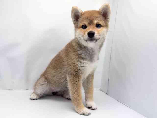 京都府の柴犬(標準サイズ) (ひごペットフレンドリー洛北阪急スクエア店/2025年12月23日生まれ/女の子/赤)の子犬の3枚目の画像