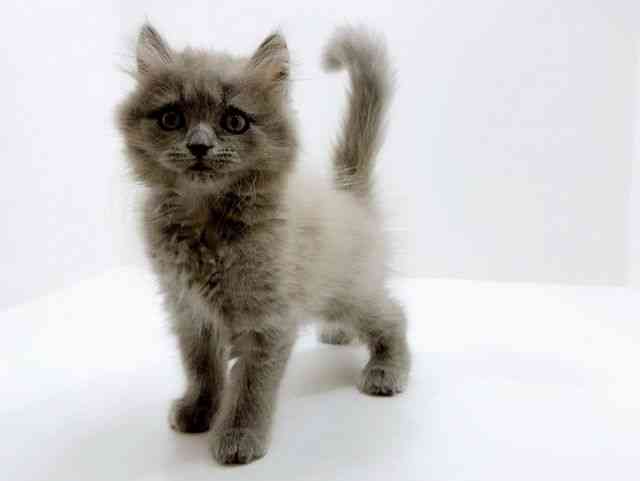 広島県のブリティッシュロングヘアー (ひごペットフレンドリーフジグラン神辺店/2025年12月14日生まれ/男の子/ブルー)の子猫の3枚目の画像