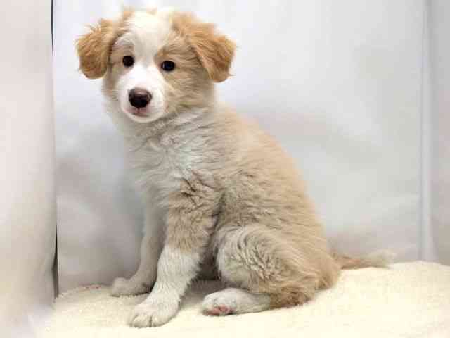 広島県のボーダーコリー (ひごペットフレンドリーゆめタウン廿日市店/2025年12月24日生まれ/男の子/クリームホワイト)の子犬の3枚目の画像