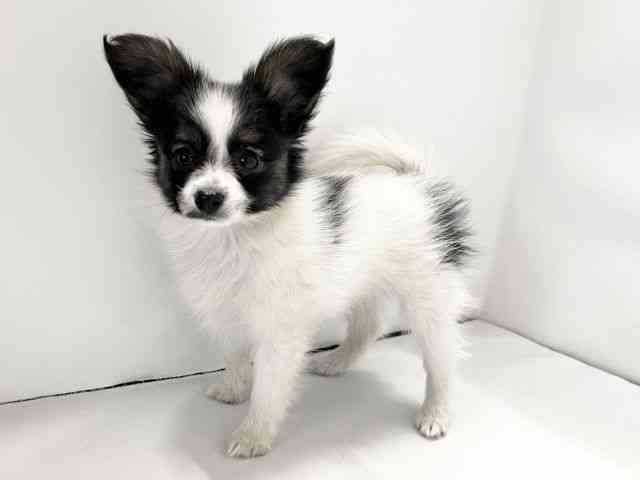 愛媛県のパピヨン (ひごペットフレンドリーイオンモール今治新都市店/2025年12月20日生まれ/男の子/トライカラー)の子犬の3枚目の画像