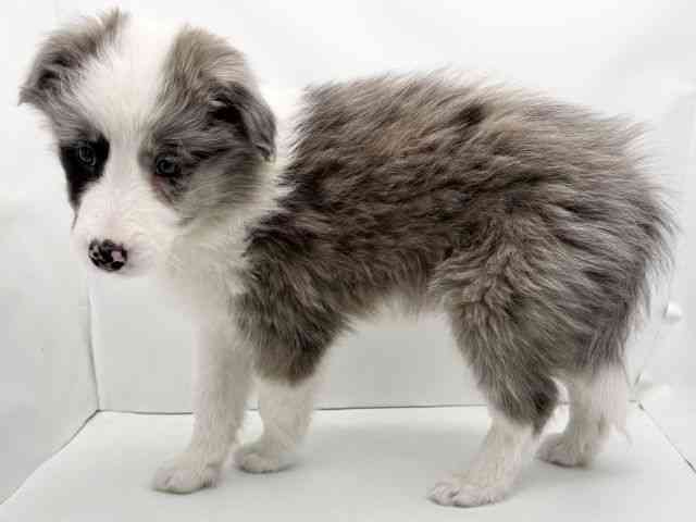 兵庫県のボーダーコリー (ひごペットフレンドリークラウンパーク伊丹店/2025年12月24日生まれ/女の子/ブルーマール)の子犬の3枚目の画像